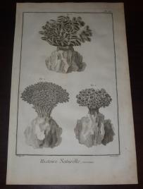 Encyklopedia Diderot - Koralowce Pl. XC - 1777