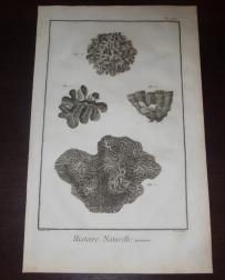Encyklopedia Diderot - Koralowce Pl. XCI - 1777