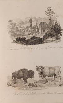 Pieskowa Skała - Maczuga Herkulesa i Żubr w Białowieży - Chodźko 1835